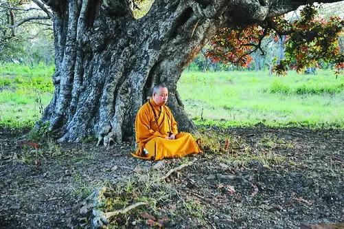 菩提種子是什么顏色_菩提種子是什么意思_真正的菩提子是哪種